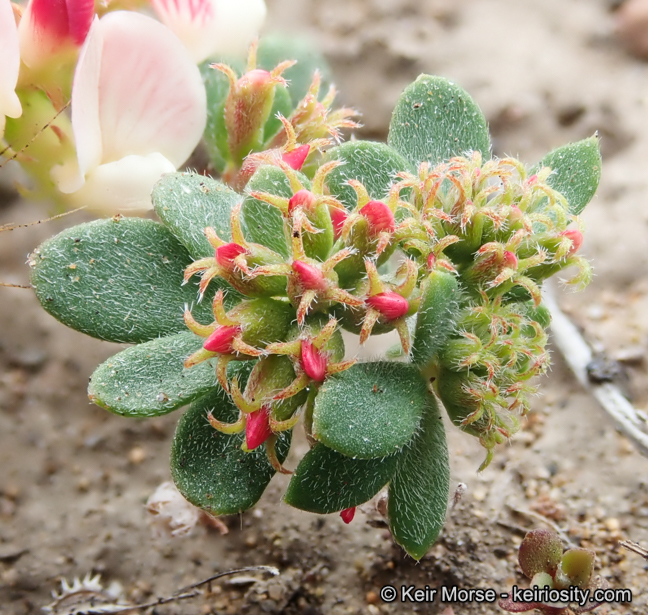 Acmispon cytisoides
