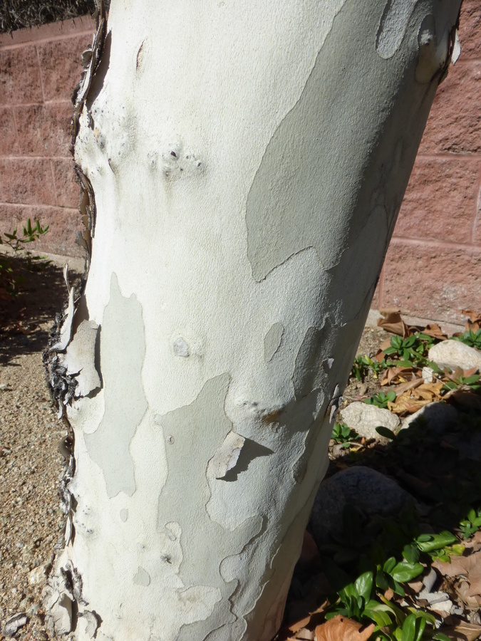 Platanus wrightii