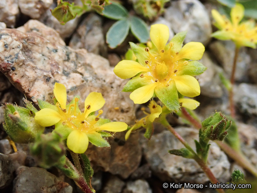 Ivesia pygmaea