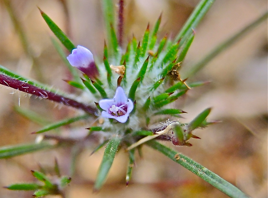 Navarretia divaricata ssp. vividior