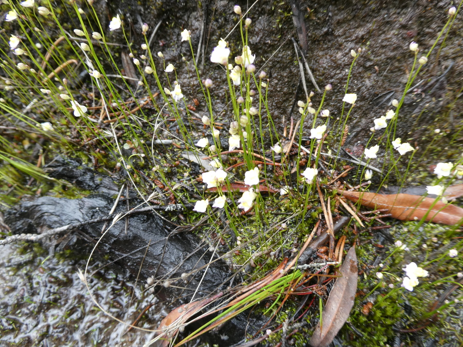 Utricularia bisquamata