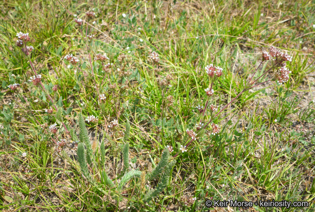 Ivesia unguiculata