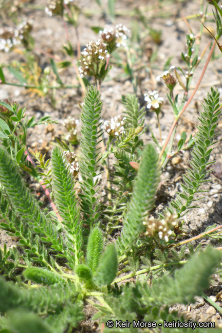 Ivesia unguiculata