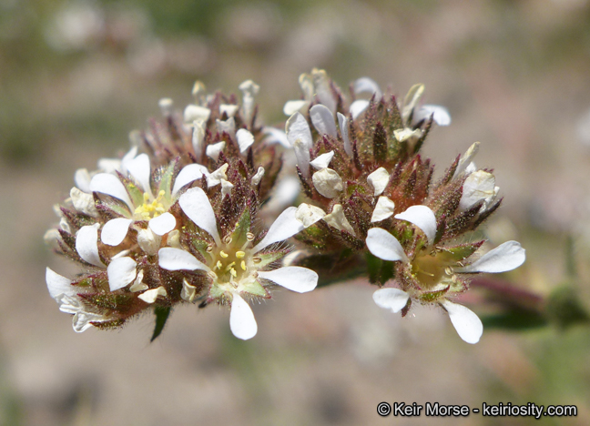 Ivesia unguiculata