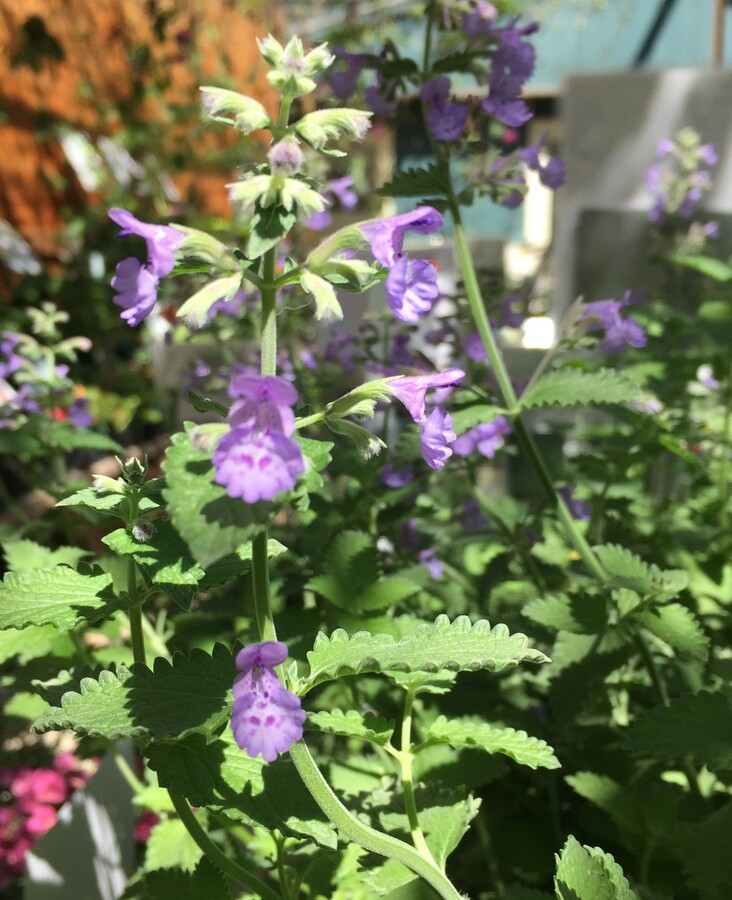 Nepeta racemosa