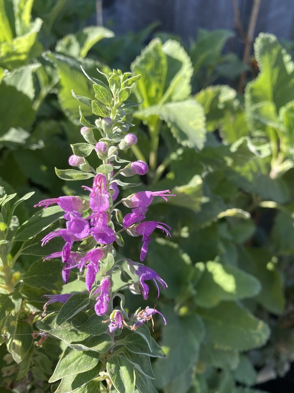 Teucrium betonicum