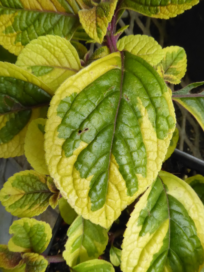 Plectranthus ciliatus