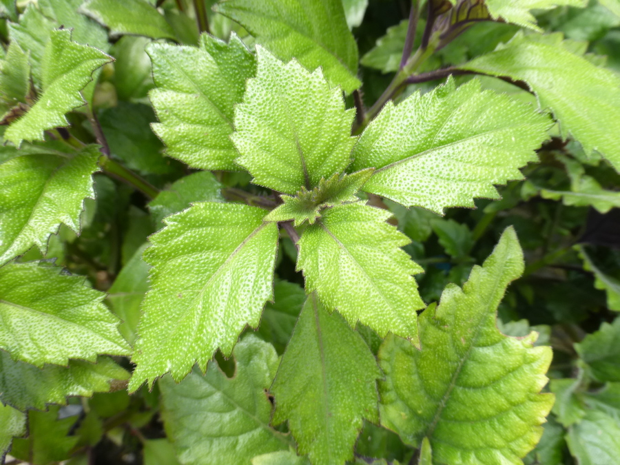 Plectranthus sp.