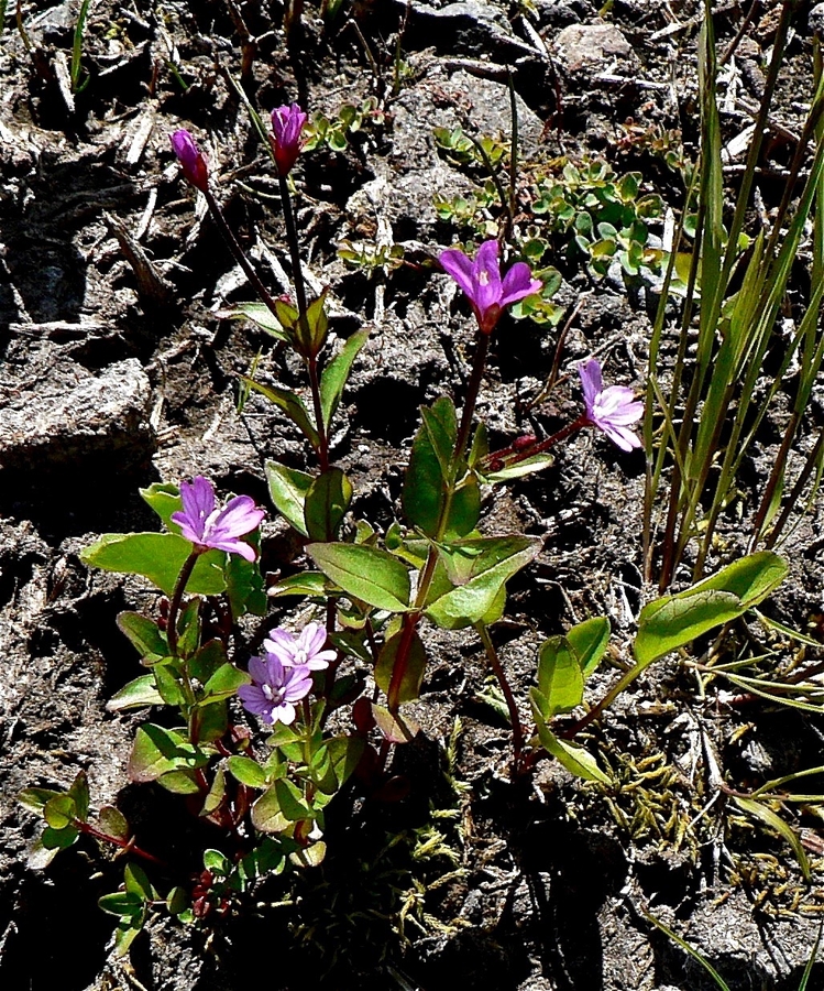 Epilobium ciliatum ssp. glandulosum