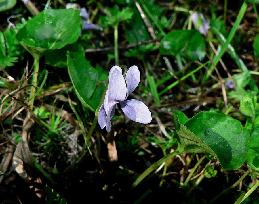 Viola palustris