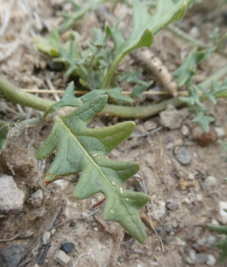 Solanum triflorum
