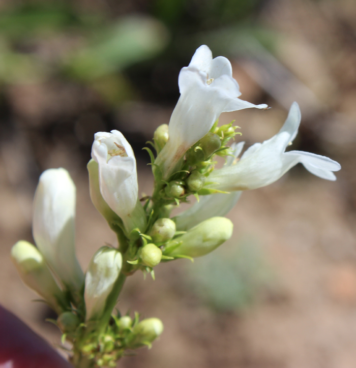 Penstemon cyananthus var. cyananthus Penstemon cyananthus var. cyananthus
