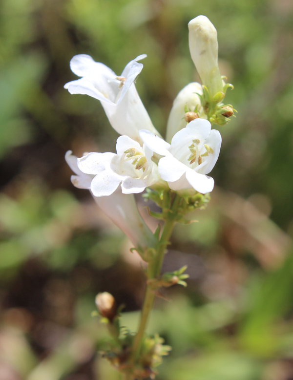 Penstemon cyananthus var. cyananthus Penstemon cyananthus var. cyananthus