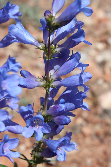 Penstemon cyananthus var. subglaber Penstemon cyananthus var. subglaber