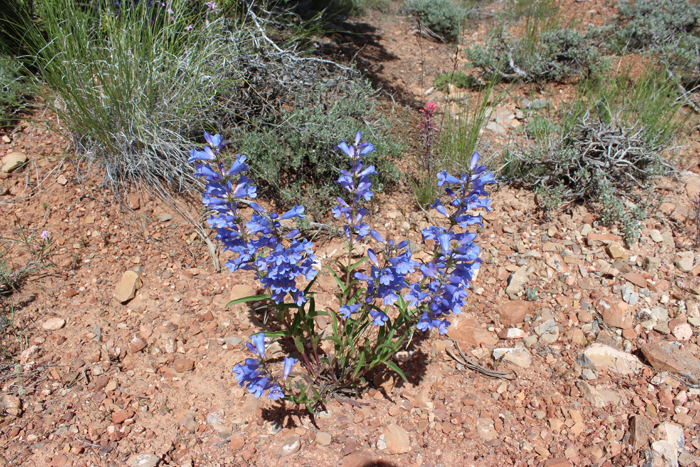 Penstemon cyananthus var. subglaber Penstemon cyananthus var. subglaber