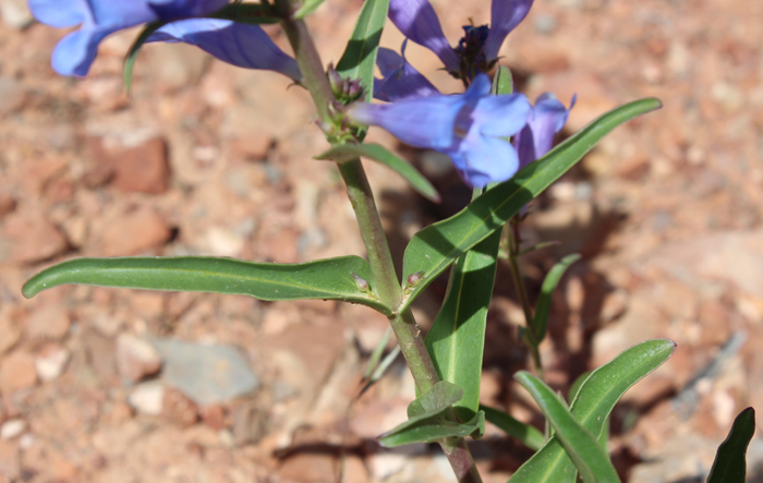 Penstemon cyananthus var. subglaber Penstemon cyananthus var. subglaber