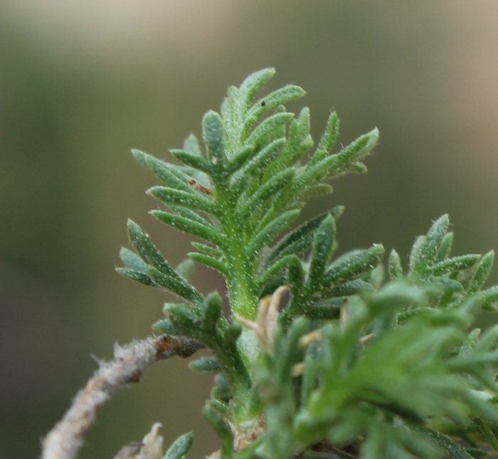 Artemisia pygmaea Artemisia pygmaea