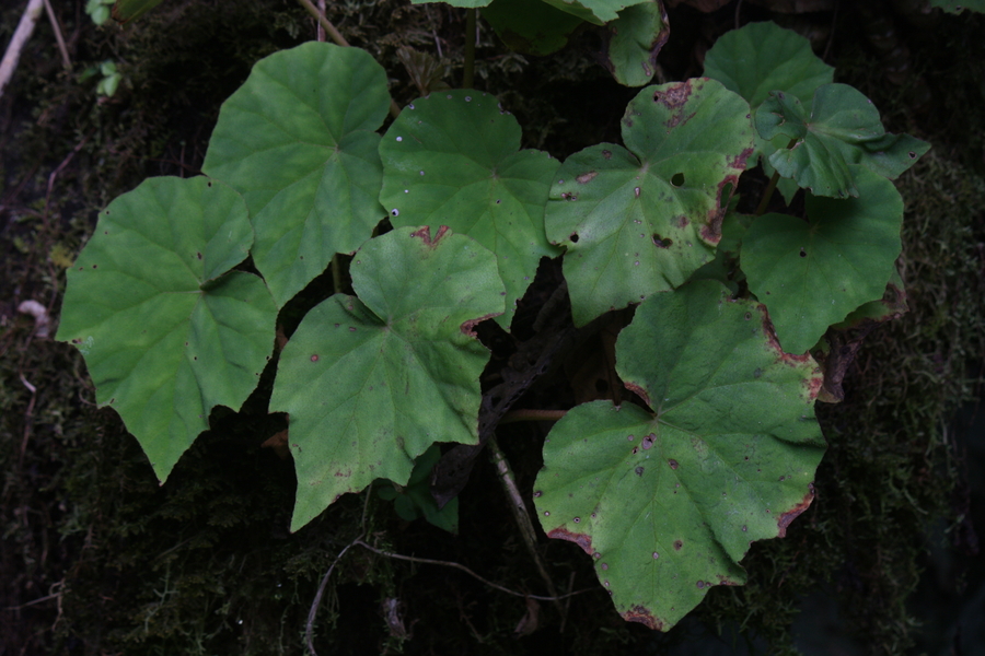 Begonia sp.