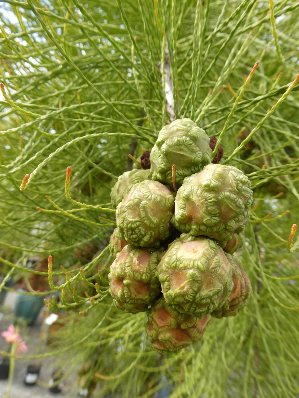 Taxodium ascendens