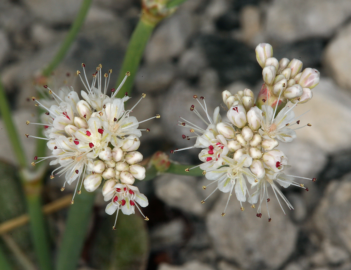 Eriogonum nudum var. deductum Eriogonum nudum var. deductum