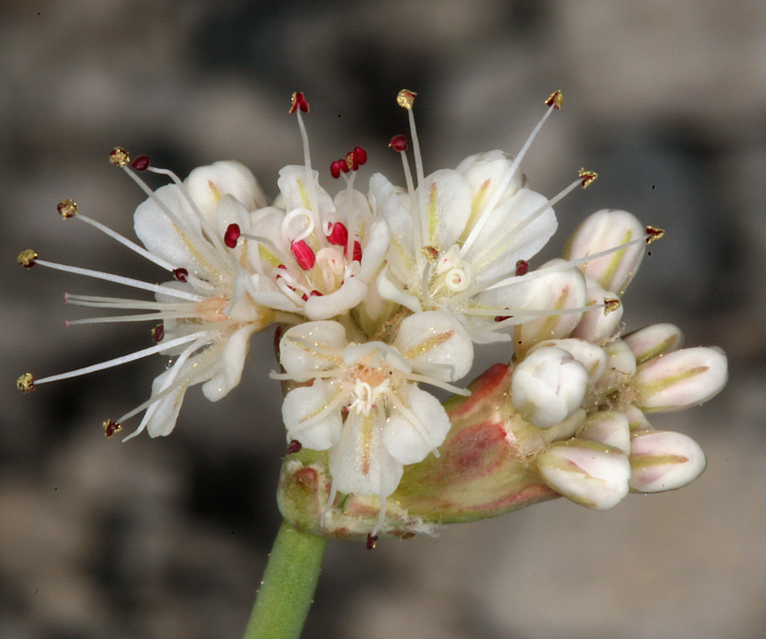 Eriogonum nudum var. deductum Eriogonum nudum var. deductum