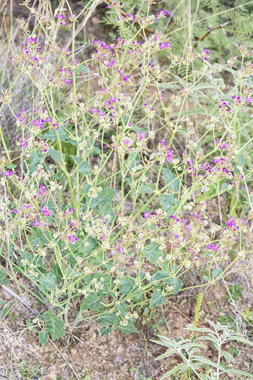Acleisanthes chenopodioides