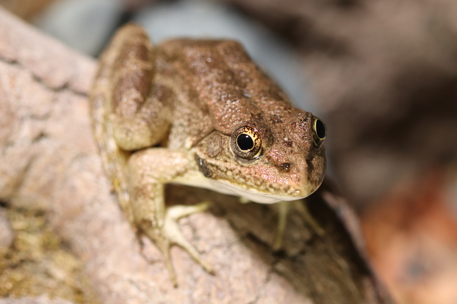 Pelophylax cypriensis