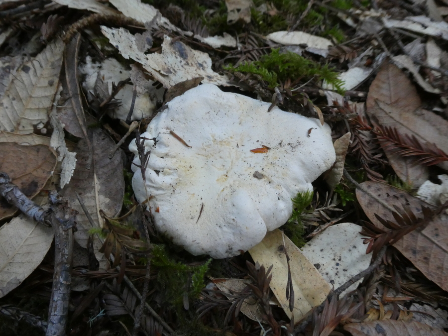 Cantharellus subalbidus