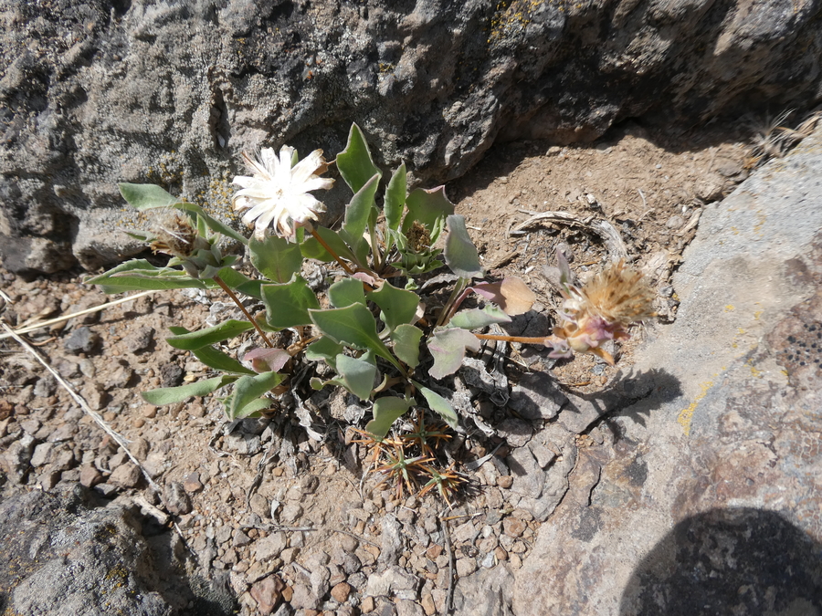 Pyrrocoma carthamoides var. cusickii