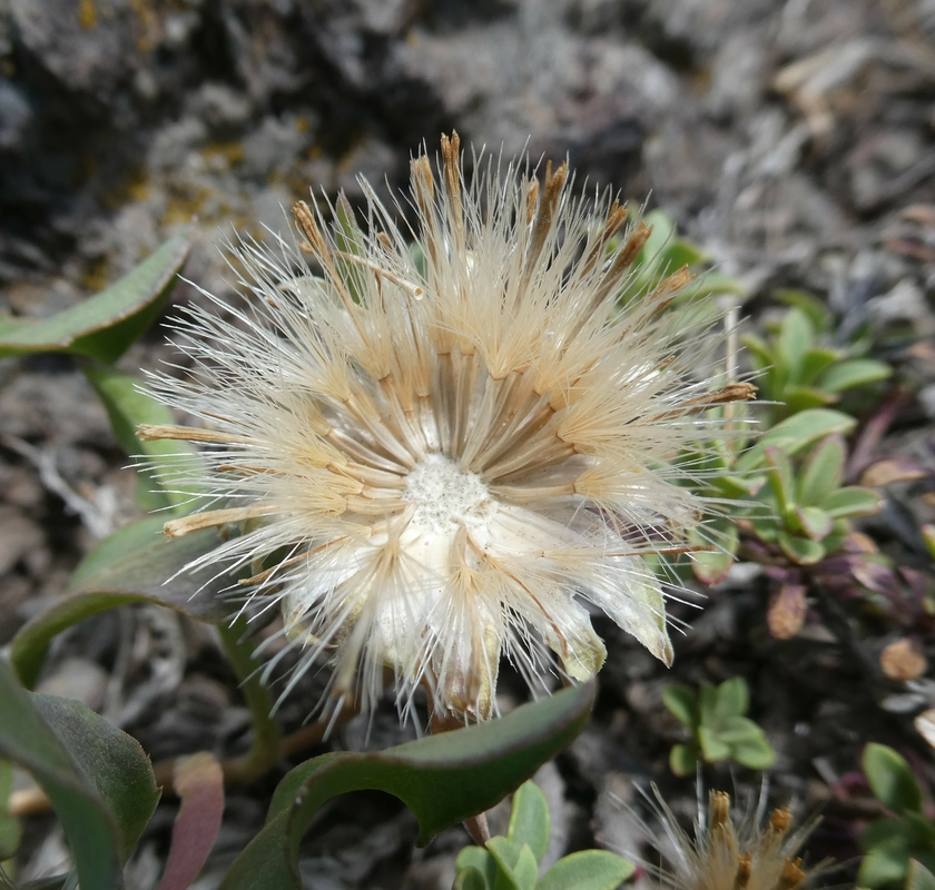 Pyrrocoma carthamoides var. cusickii