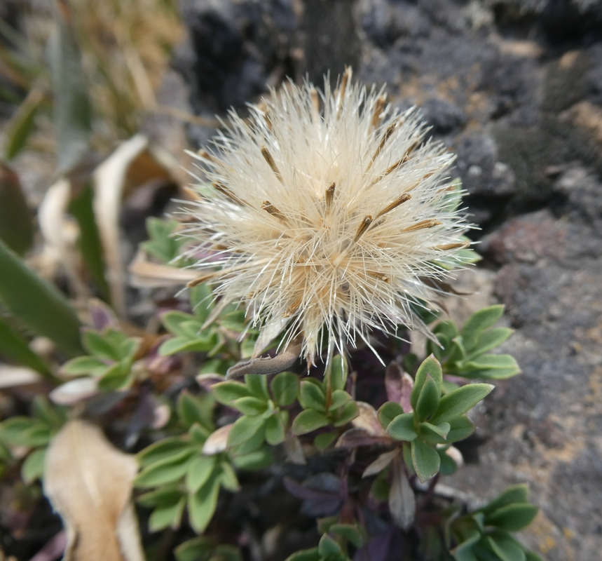 Pyrrocoma carthamoides var. cusickii