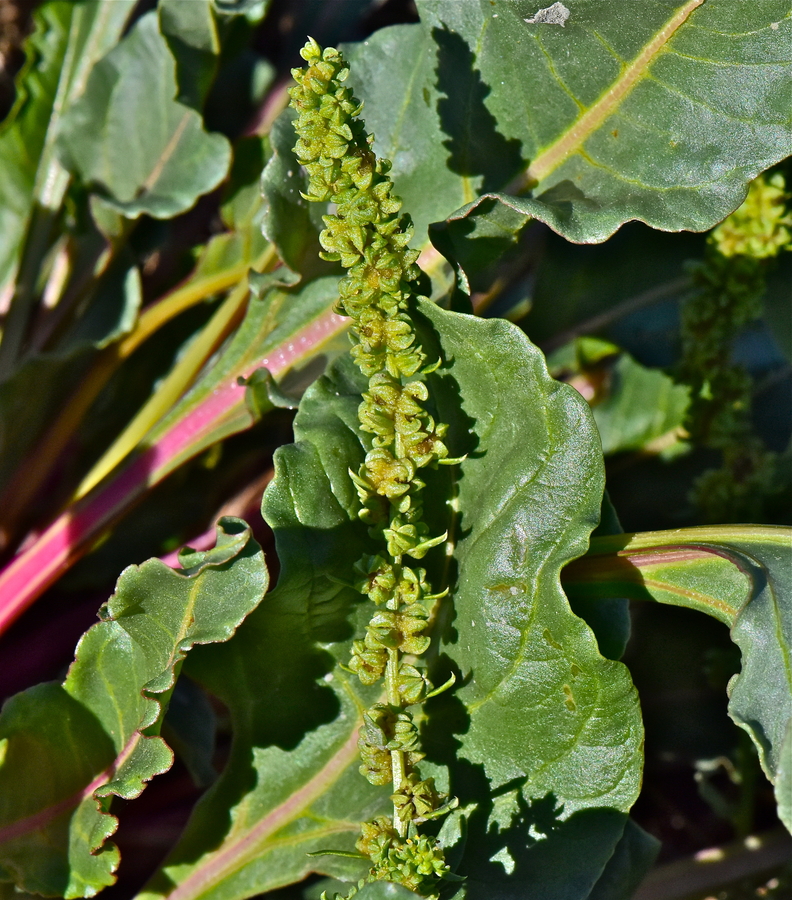 Beta vulgaris