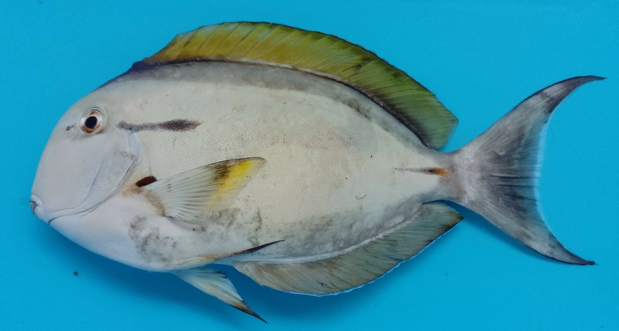 Acanthurus nigricauda