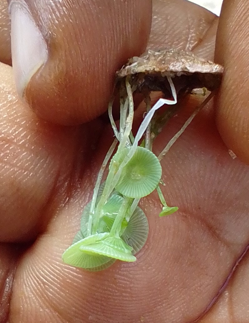 Acetabularia sp.