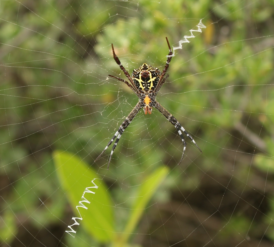 Argiope anasuja