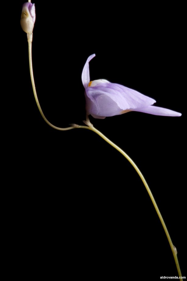 Utricularia ramosissima Utricularia ramosissima