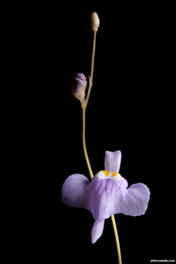 Utricularia ramosissima Utricularia ramosissima