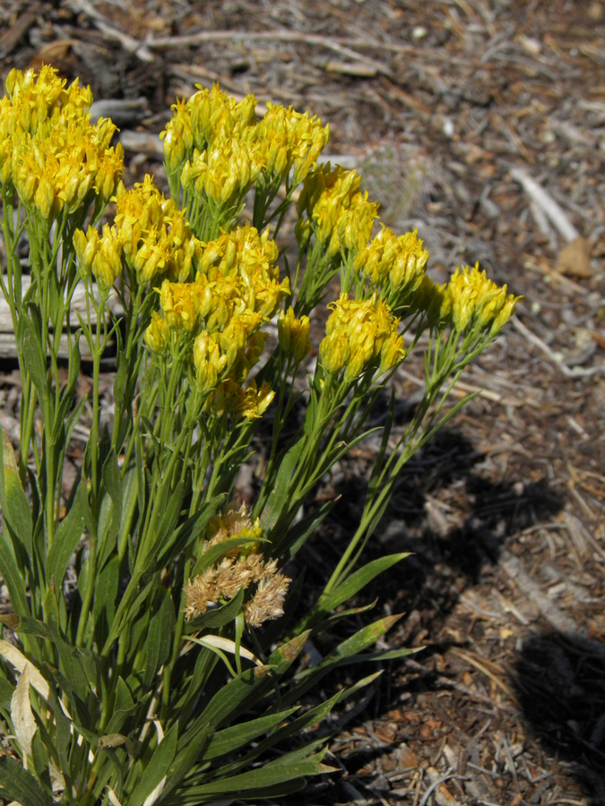 Petradoria pumila var. pumila Petradoria pumila var. pumila