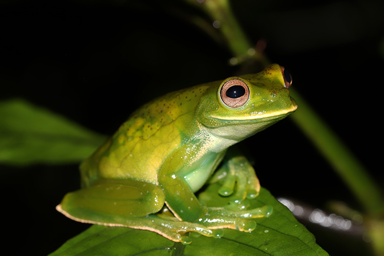 Hyloscirtus palmeri