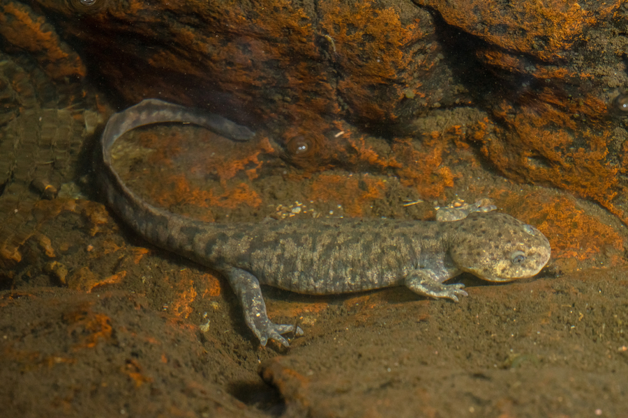 Ambystoma leorae Ambystoma leorae