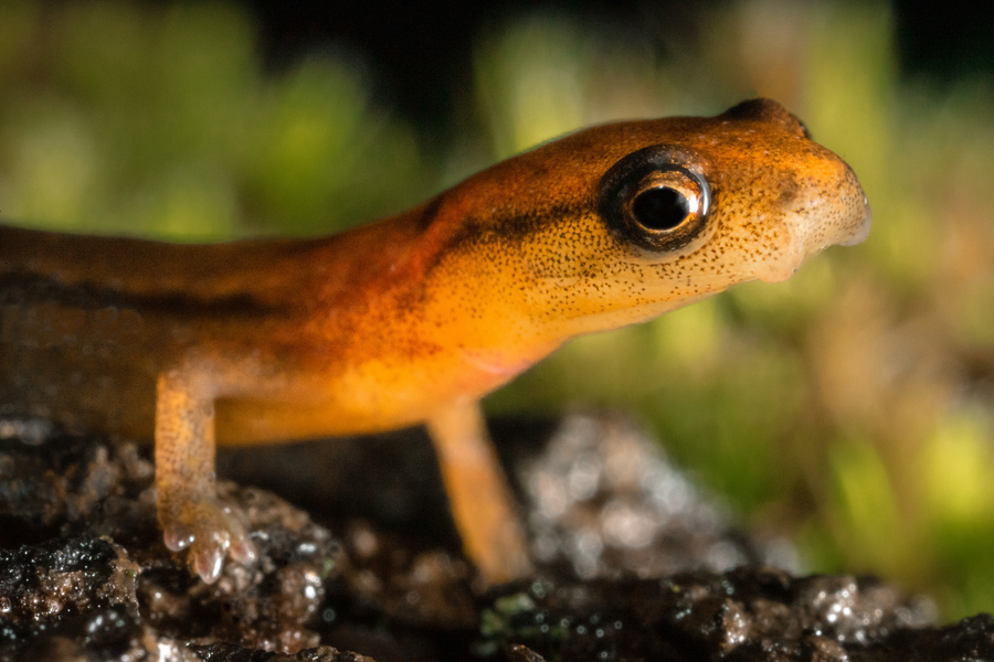  Pygmy Splayfoot Salamander by Wouter Beukema