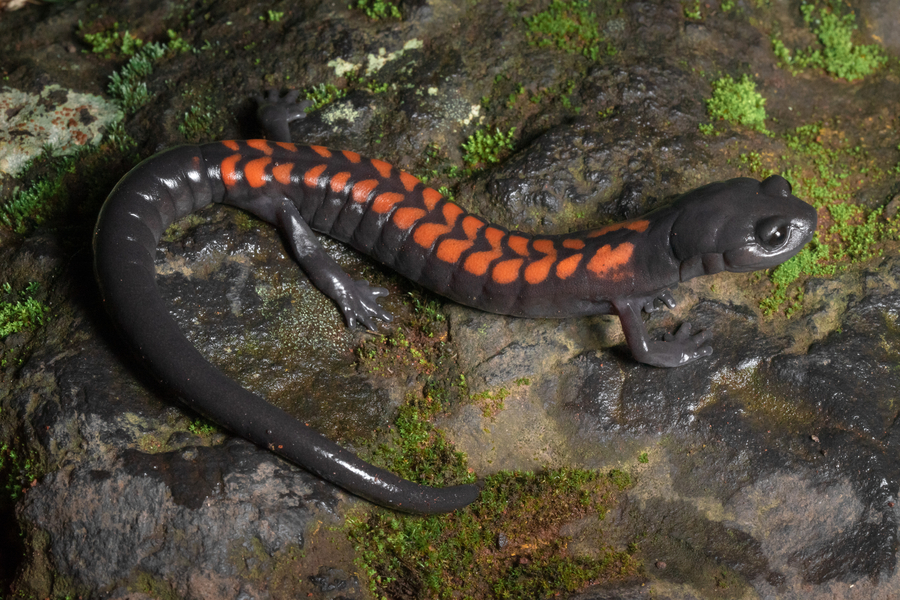 Isthmura gigantea Isthmura gigantea