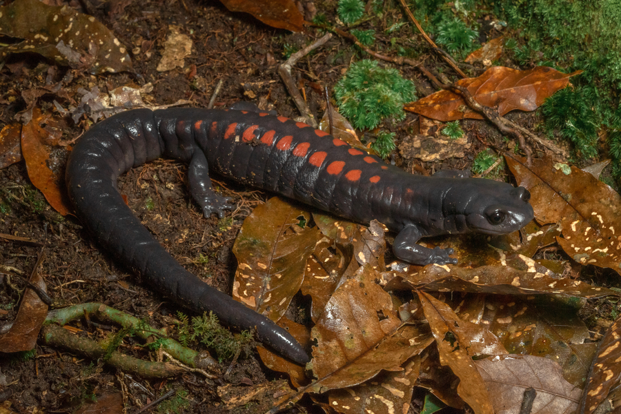 Isthmura gigantea Isthmura gigantea