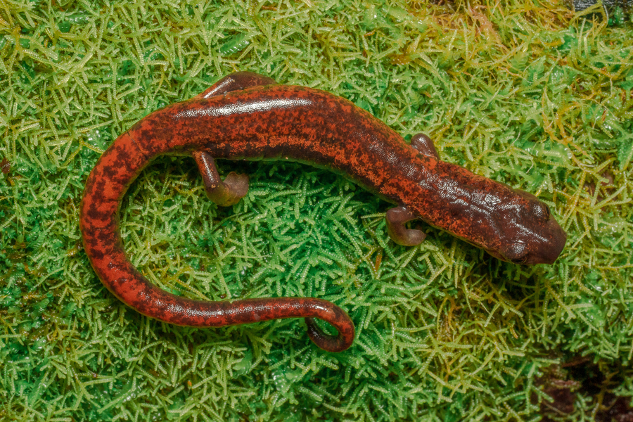 Bolitoglossa subpalmata Bolitoglossa subpalmata