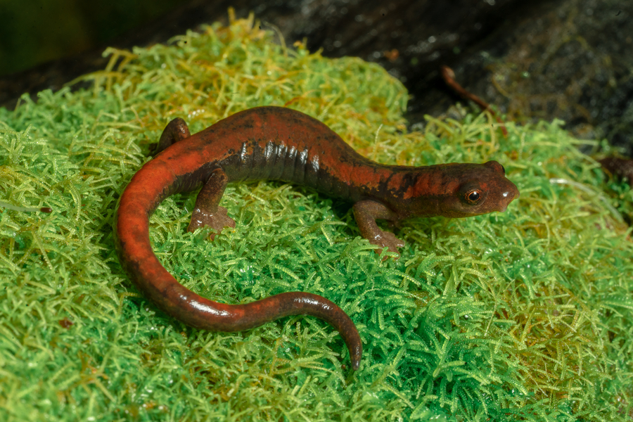 Bolitoglossa subpalmata Bolitoglossa subpalmata