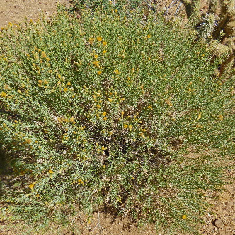 Ericameria brachylepis Ericameria brachylepis