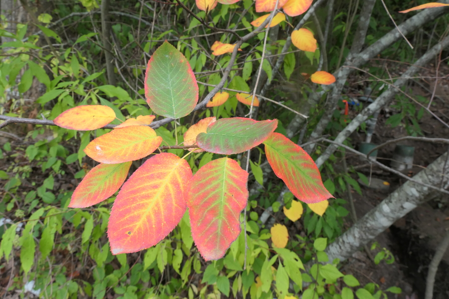 Amelanchier laevis