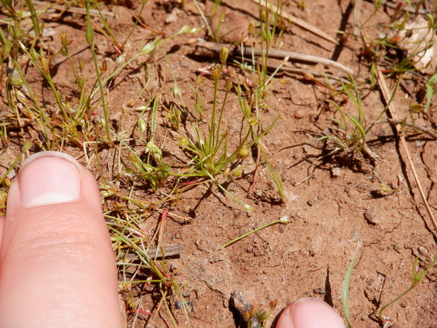 Juncus luciensis Juncus luciensis