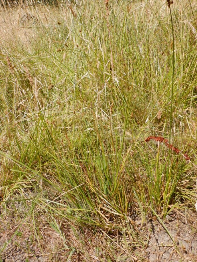 Carex densa Carex densa