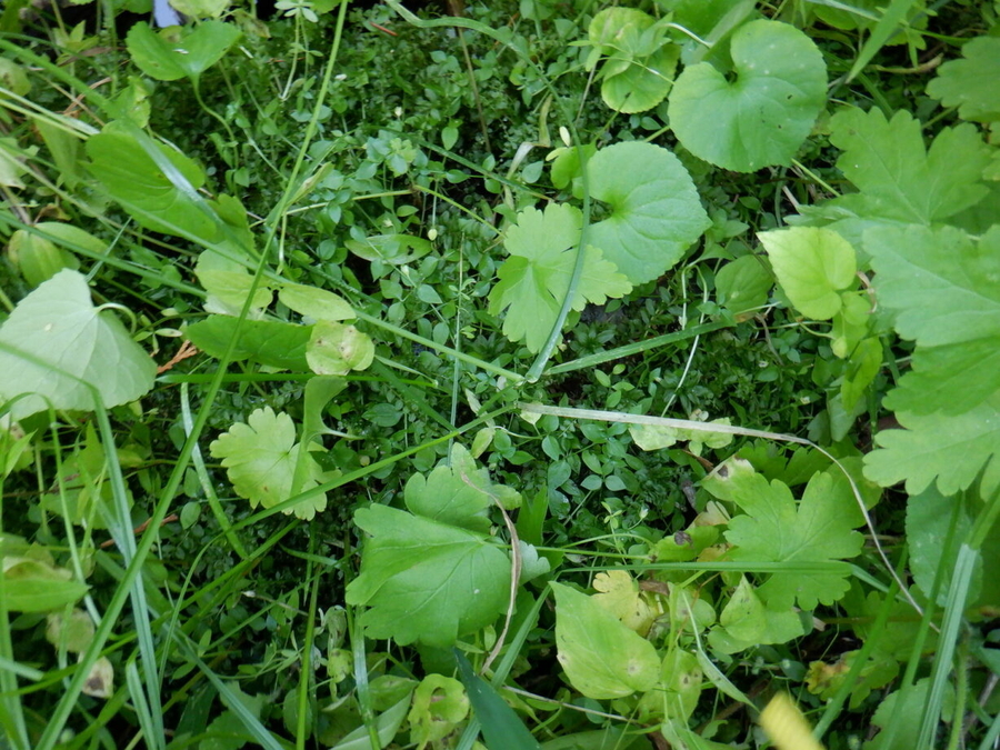 Engellaria obtusa Engellaria obtusa